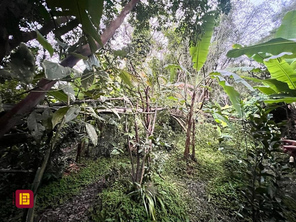 Terreno com 4215m², no bairro Alto Ribeirão em Florianópolis
