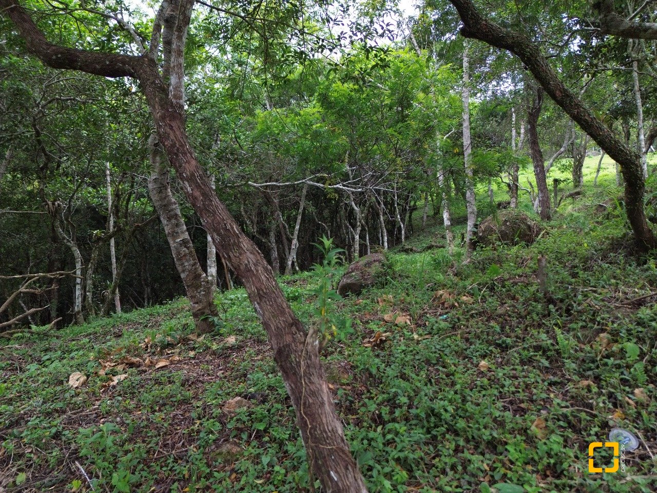 Terreno com 14106m², no bairro Sambaqui em Florianópolis