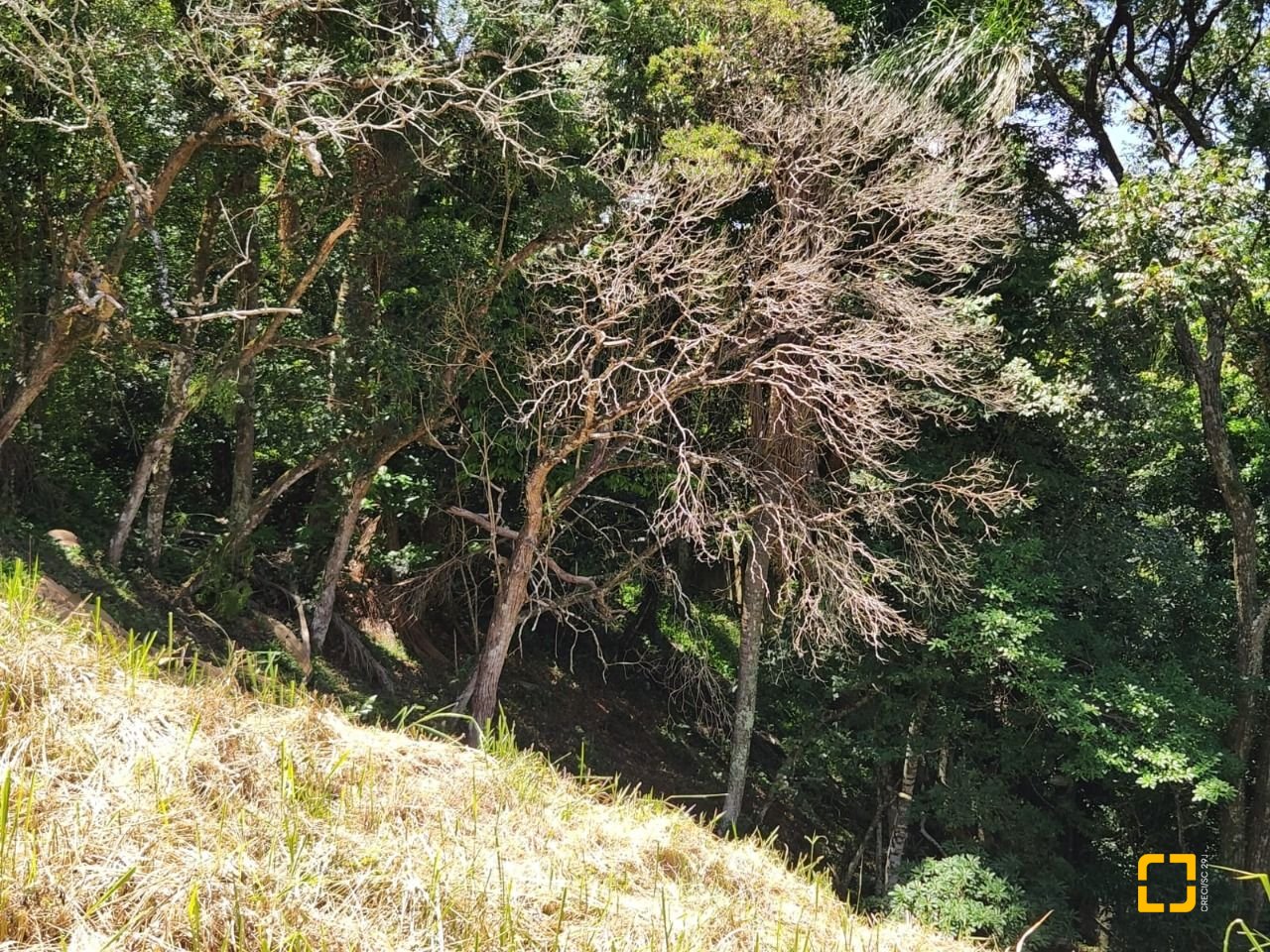 Terreno com 794m², no bairro Córrego Grande em Florianópolis