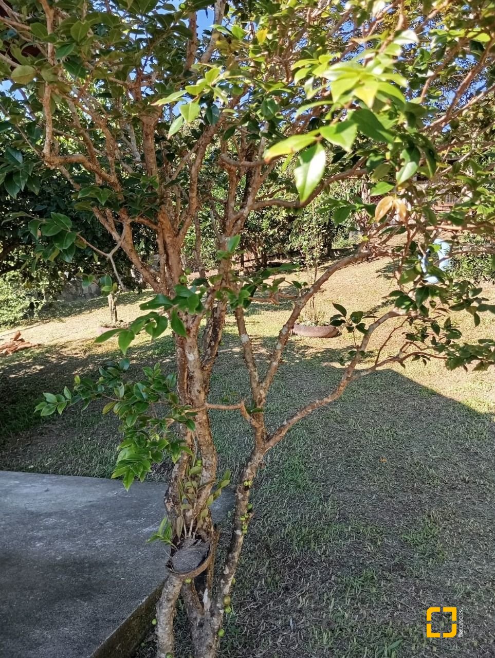 Casa com 15600m², 4 quartos (sendo 1 suíte), 2 garagens, no bairro Ribeirão da Ilha em Florianópolis