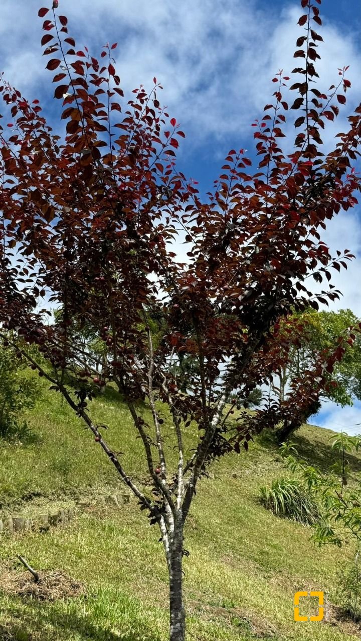 Terreno com 1301m², no bairro Vargedo em Rancho Queimado