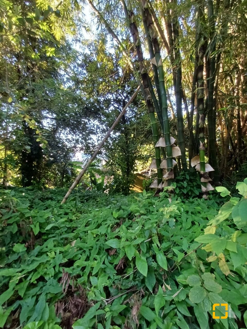 Terreno com 1125m², no bairro Estreito em Florianópolis