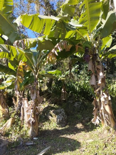 Terreno com 1061m², no bairro Ratones em Florianópolis